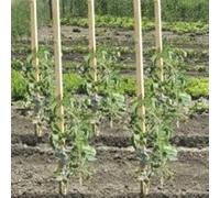 VERDELOOK | Tutore in Legno per Supporto Piante, 150 cm, per Sorreggere le Piante, Sostegno Piante, con Finale a Punta