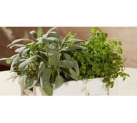 Verdemax 2219 Easyorto Mint-Sage Kit - Bianco