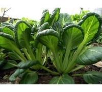 Verdi asiatici, Yukina Savoia, calore e resistente al freddo possono essere coltivate tutto l'anno, 50 semi