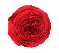 VERDISSIMO 6 ROSE Stabilizzate INGLESI ROSSO - 5-5.5 cm - 4-4.5 cm 1GBC