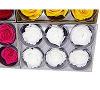Verdissimo Teste di Rosa conservate, 6 Pezzi, Bianche, Altezza Diametro 5 - 5,5 cm