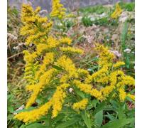 verga d'oro - Solidago virgaurea decorazione giardino balcone semi 500pcs