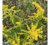 verga d'oro - Solidago virgaurea decorazione giardino balcone tagliati di semi interni semi selvatici 350pcs
