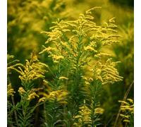 verga d'oro - Solidago virgaurea giardino di interni resistenti giardino ombra, semi resistenti balcone 100pcs