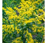 verga d'oro - Solidago virgaurea giardino ombra, decorazione giardino balcone semi 150pcs