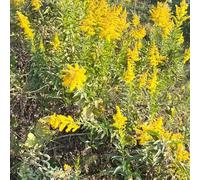 verga d'oro - Solidago virgaurea giardino selvaggio interni giardino balcone decorazione semi interni resistenti 45pcs