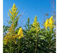 verga d'oro - Solidago virgaurea resistenti semi di selvatici decorazione interni giardino 150pcs
