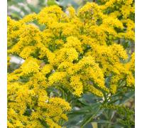 verga d'oro - Solidago virgaurea silvesters di balcone semi resistenti decorazione 100pcs
