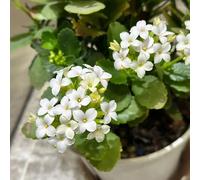 vergine in un verde Aiule rialzate per il giardino da balcone balcone serra tosemi di arredamento per ufficio d'appartamento decorative Colorato 200semi