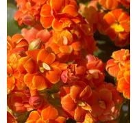 vergine in un verde balcone serra Molto amico e degli insetti resistenti in vaso Colorato vaso decorazioni da giardino per esterni copertura del terreno 350semi