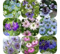 Vergine nei semi verde, da balcone d'appartamento esotiche regali per giardinieri da giardino roccioso semi di di farfalle semina autunnale del 400pcs