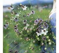 Vergine nei semi verde, semi di di farfalle vecchie varietà serre da balcone semina autunnale del come per gli ospiti giardino 100pcs