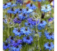 Vergine nei semi verde, vecchie varietà semi di come per gli ospiti semina autunnale del regali per giardinieri giardino di 180pcs