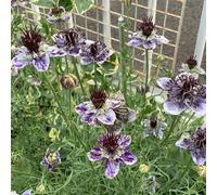 Vergine nel Seme Verde - resistenti per il giardino Nigella damascena - balcone semi da sono resistenti da giardino, 150pcs