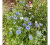 Vergine nel Seme Verde - semi resistenti Nigella damascena - per il giardino di esotiche le da giardino roccioso sono resistenti decorazione del 300pcs