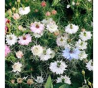 vergine nel seme verde - semi semi balcone bonsái Decorazione resistente per il giardino 100pcs