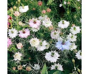 vergine nel seme verde - semi semi balcone bonsái Decorazione resistente per il giardino 100pcs