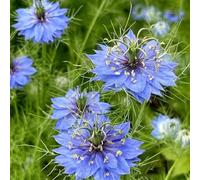 Vergine nel seme verde - vecchie varietà giardino semi di come per gli ospiti regali per giardinieri serre da balcone semi decorazione floreale 220pcs