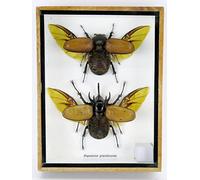 Veri insetti e gigantesche cicale e bruchi preparati in una vetrina in legno dietro il vetro (2 Eupatorus gracilicornes)