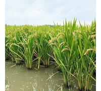 Veri semi di riso,balcone in serra Semi di d'appartamento,resistenti Le da giardino sono perenni resistenti 150pcs
