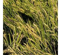 Veri semi di riso,d'appartamento,per luoghi soleggiati Semi di d'appartamento,resistenti Semi di ortaggi 300pcs