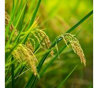 Veri semi di riso,giardino di,in vaso semi di,da giardino da balcone,decorazioni da giardino per esterno Vasi per 200pcs