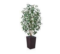 VeriNatural Ficus Artificiale 150 cm Pianta Finta da Interno - Tronco in Legno Vero, Foglie in Seta, Vaso Conico Marrone con Ciottoli - Per Decorazioni di Interni ed Esterni, Casa Ufficio, VN129