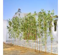 VeriNatural Piante Finte da Interno 180cm - Alta bambù Artificiale con Tronco Naturale - Piante Artificial Grandi Decorazioni per Esterno & Casa, Ufficio, Giardino, Hotel 24PCS,VN144