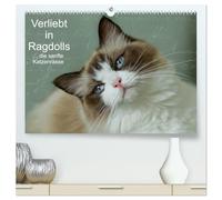 Verliebt in Ragdolls ... die sanfte Katzenrasse (hochwertiger Premium Wandkalender 2026 DIN A2 quer), Kunstdruck in Hochglanz: Die Ragdoll ist eine sanfte Halblanghaarkatze