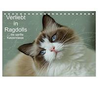 Verliebt in Ragdolls ... die sanfte Katzenrasse (Tischkalender 2026 DIN A5 quer), CALVENDO Monatskalender: Die Ragdoll ist eine sanfte Halblanghaarkatze