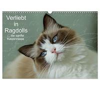 Verliebt in Ragdolls ... die sanfte Katzenrasse (Wandkalender 2026 DIN A3 quer), CALVENDO Monatskalender: Die Ragdoll ist eine sanfte Halblanghaarkatze