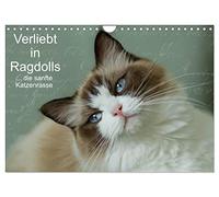 Verliebt in Ragdolls ... die sanfte Katzenrasse (Wandkalender 2026 DIN A4 quer), CALVENDO Monatskalender: Die Ragdoll ist eine sanfte Halblanghaarkatze