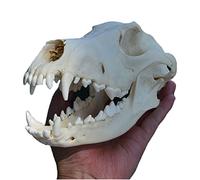Vero animale cane teschio esemplare testa di cane scheletro denti naturali esemplare osseo modello tassidermia forniture arte osso veterinario medicina (7,8 pollici)
