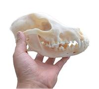Vero animale cane teschio esemplare testa di cane scheletro denti naturali esemplare osseo modello tassidermia forniture arte osso veterinario medicina (15 cm)