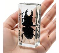 Vero cervo volante in resina trasparente: esemplare di insetto conservato per esposizione, collezione didattica o decorazione fermacarte