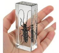Vero coleottero longhorn in resina trasparente: esemplare di insetto conservato per esposizione, collezione didattica o decorazione fermacarte
