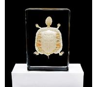 Vero Esemplare di Scheletro di Tartaruga Campione di Animale Fermacarte Collezione di Resine Display Creature Scienza Educazione Campioni di Classe