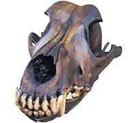 Vero Esemplare di Teschio di Lupo - Ossa di Animali Autentiche di Tassidermia - per Bar Decorazione Domestica Modello di Teschio Animale Collezione d'Arte Strumento Didattico Veterinario,incompara