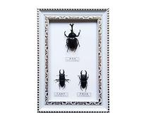 Vero Esemplare Insetti,Cornice Per Foto Di Esemplari Di Insetti,Campioni Di Insetti,Oggetti Da Collezione/Souvenir/Regalo Di Festa/ompleanno/San Valentino/Natale regalo,Fossili Veri Da Collezione