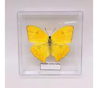 Vero Esemplare Insetto, Campione A Farfalla, Farfalla Insetto Esemplare Le Ali Di Diffusione, Mini Decorazione, Entomologo Regalo Da Collezione / Istruzione Precoce Forniture Di Osservazione(Color:B)