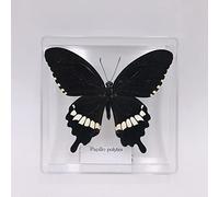 Vero Esemplare Insetto, Campione A Farfalla, Farfalla Insetto Esemplare Le Ali Di Diffusione, Mini Decorazione, Entomologo Regalo Da Collezione / Istruzione Precoce Forniture Di Osservazione(Color:C)