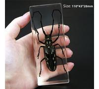 Vero Insetti Campione Ragno Beetle Fermacarte Scorpione Mantis Tarantola
