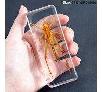 Vero Insetti Campione Ragno Beetle Fermacarte Scorpione Mantis Tarantola
