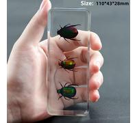 Vero Insetti Campione Ragno Beetle Fermacarte Scorpione Mantis Tarantola