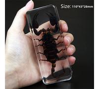 Vero Insetti Campione Ragno Beetle Fermacarte Scorpione Mantis Tarantola