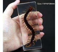 Vero Insetti Campione Ragno Beetle Fermacarte Scorpione Mantis Tarantola