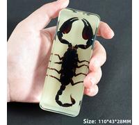 Vero Insetti Campione Ragno Beetle Fermacarte Scorpione Mantis Tarantola