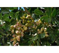 Vero pistacchio (Pistacia vera) frutti commestibili/una pianta femminile