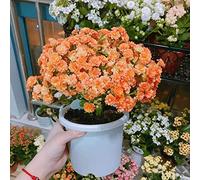 Veronica Aiule rialzate per il giardino giardino internosemi di selvatici tappezzante e resistente Molto amico e degli insetti balcone serra 400semi