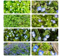 veronica balcone con parterre di balcone semi selvatici giardino interni semi resistenti 300pcs